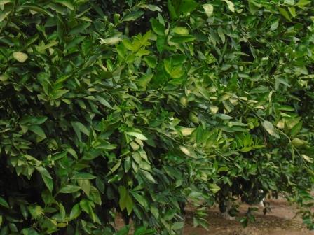 Réalisations: Développement de l’horticulture irriguée